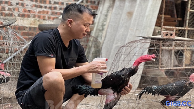 Cùng gi88 khám phá cách nuôi gà chọi chuẩn từ chuyên gia nhé 