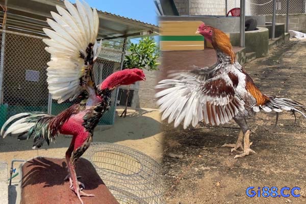 Các giống gà chọi được anh em ưa chuộng hiện nay sở hữu đặc tính chiến đấu riêng, thích nghi tốt với từng điều kiện khí hậu ở các vùng miền khác nhau của Việt Nam