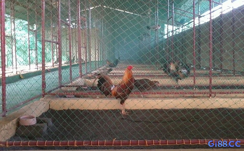 Thiết kế chuồng trại thông thoáng, đủ ánh sáng và không gian riêng giúp gà chọi khỏe mạnh, phát triển tốt