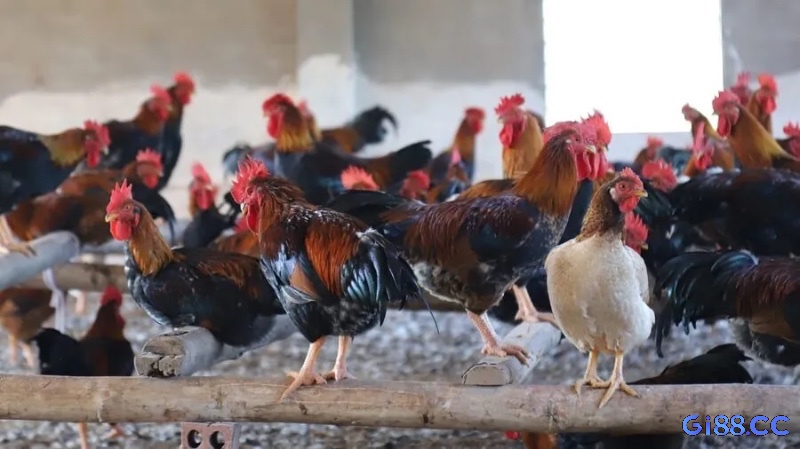 Vệ sinh chuồng trại thường xuyên và kiểm soát côn trùng giúp duy trì môi trường sạch, đảm bảo sức khỏe cho gà chọi