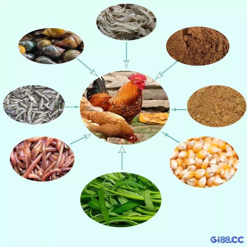 Công thức phối trộn thức ăn dinh dưỡng và thảo dược giúp tăng sức chiến đấu và sức khỏe cho gà chọi