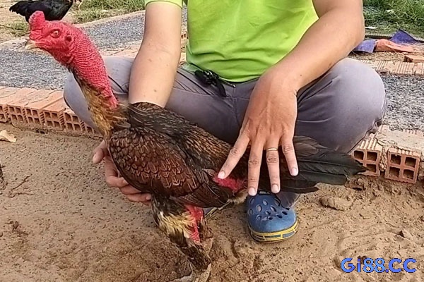 Huấn luyện tâm lý và kỹ thuật chiến đấu giúp gà chọi phát triển bản lĩnh, phản xạ và khả năng phòng thủ hiệu quả