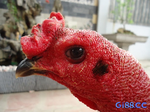 Bệnh thuỷ đậu ở gà chọi do virus Fowl Pox gây ra, thuộc họ Poxviridae