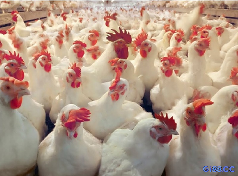 Điều trị bằng các nguyên liệu tự nhiên là phương pháp được nhiều người nuôi gà chọi ưa chuộng