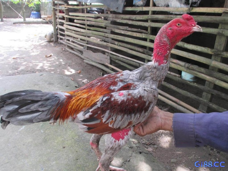 Kinh nghiệm đá gà - Tâm lý thi đấu quyết định tinh thần chiến đấu của gà trong mọi tình huống thực chiến