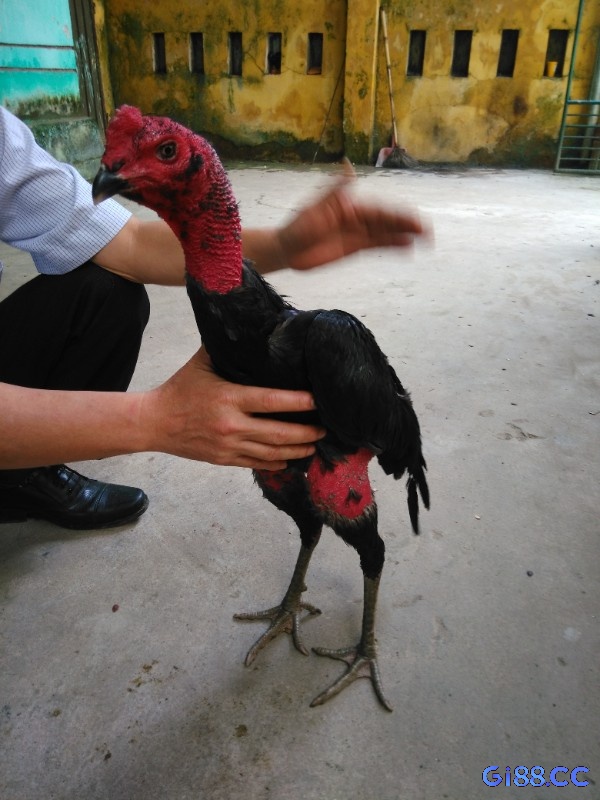 Phản xạ nhanh và tinh thần ổn định là yếu tố sống còn khi chọn gà chiến đấu