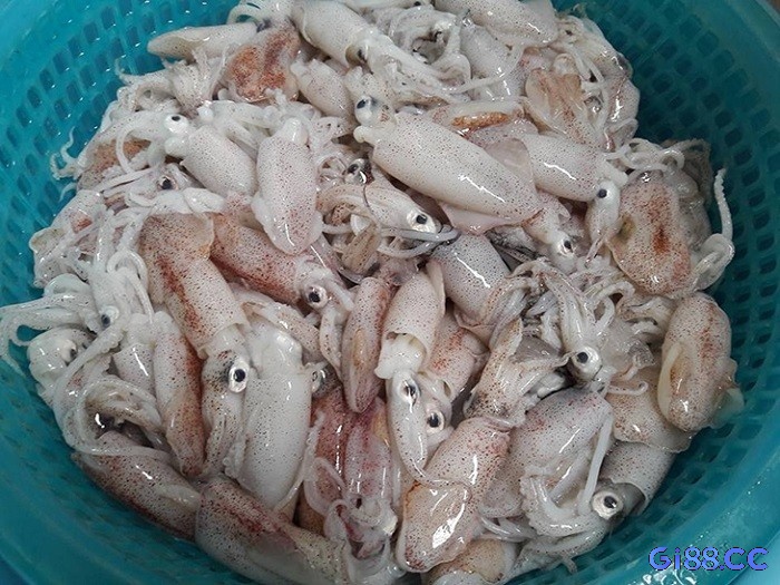 Bắt được mực đánh con lô gì? nếu mực nhỏ đánh 23, 32