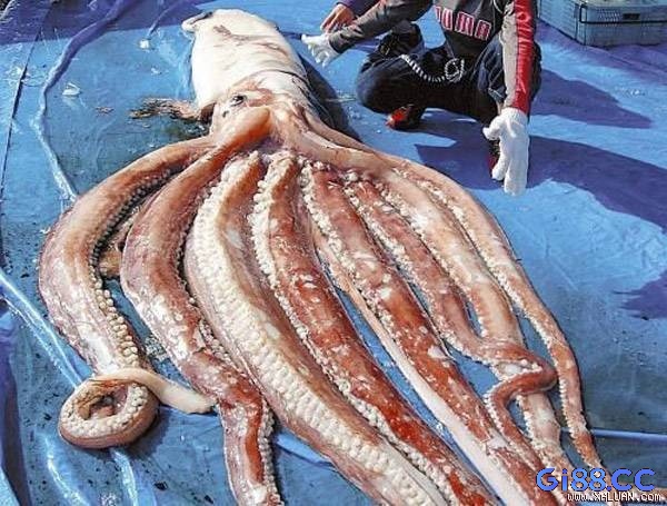 Theo tín ngưỡng dân gian, mực là biểu tượng của sự linh hoạt. Bắt được mực đánh con lô gì